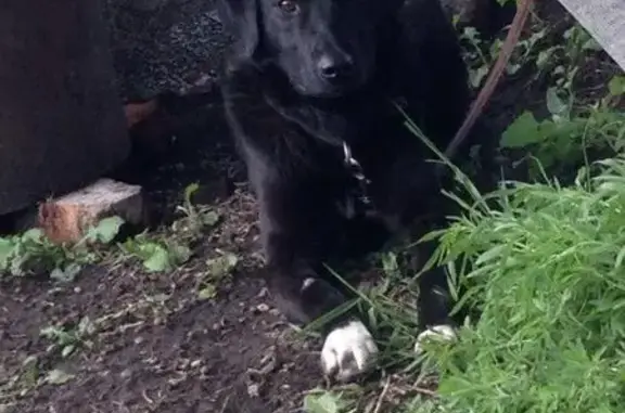 Найдена собака Альма ищет дом в Белгороде
