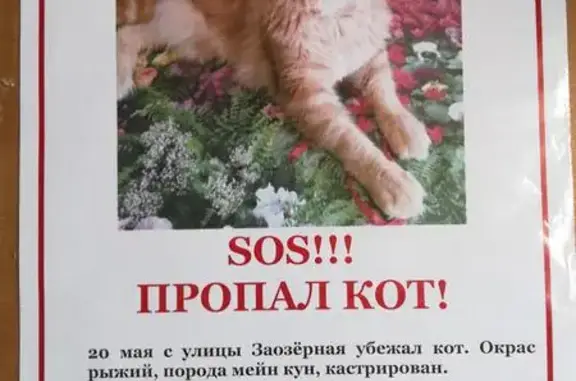 Пропал кот на улице Заозёрная, Московская область.