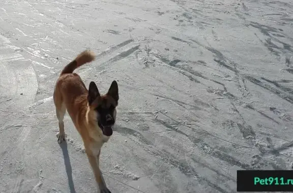 Пропала собака Лёва в Северодвинске
