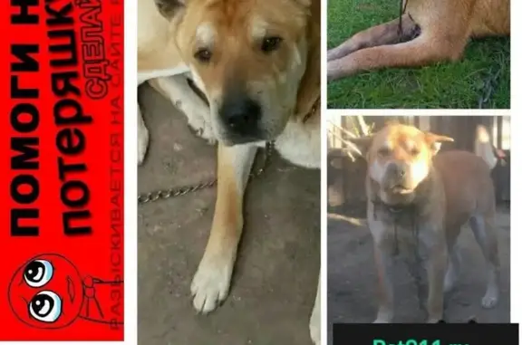 Пропала собака в Малоярославце, вознаграждение гарантируем.