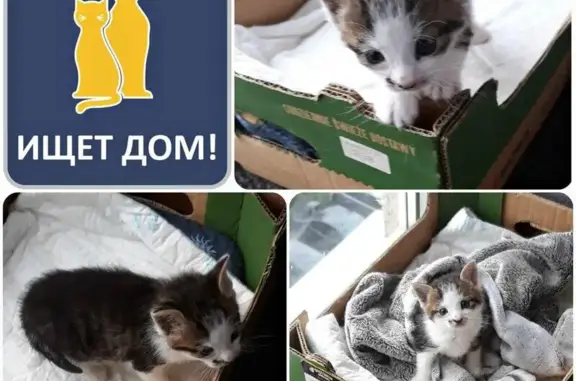 Найдена кошка ищет дом в Калининграде