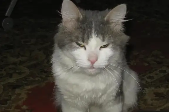 Пропал кот МИША из клиники Бемби на ул. Цюрупы, вознаграждение за находку