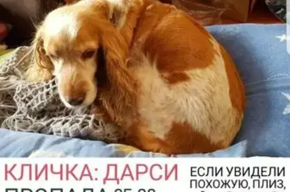 Пропала собака Дарси на Синюшиной горе #4shvostikom
