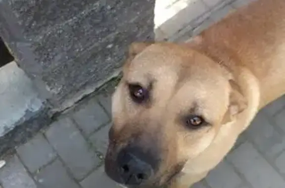 Собака найдена в Стрельне, Петербург