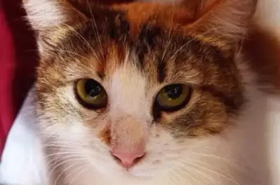 Отдается взрослой кошке Стелле в Москве, Зеленоград