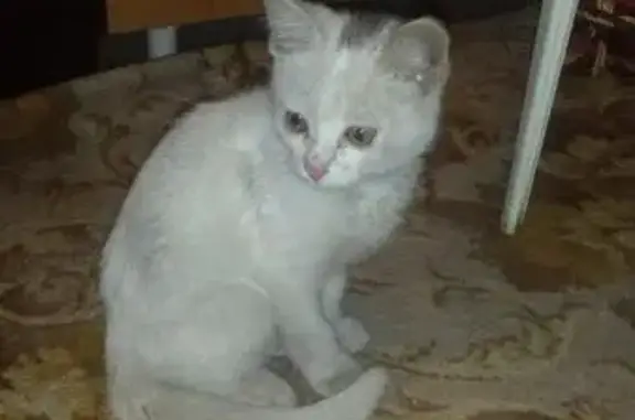 Найдены кошка и котенок в Иваново, ищут дом.