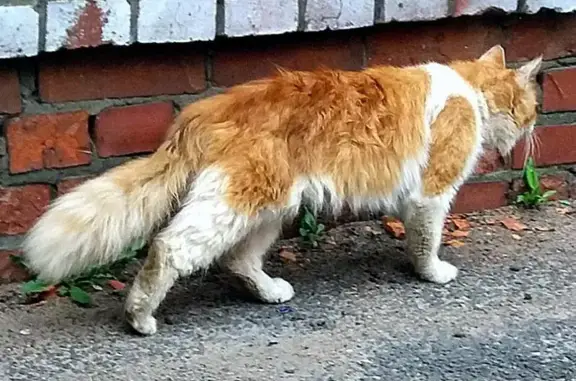Найден рыжий кот в Невском районе, СПб