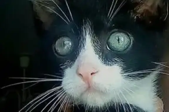 Найден котенок в Шушарах, СПб - ищем нового хозяина!