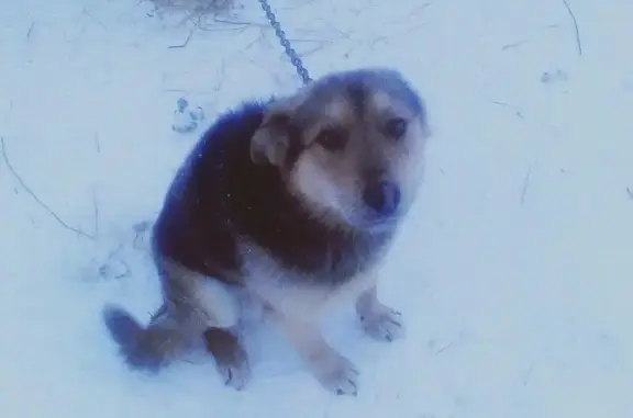 Пропал пёс Барон в Северодвинске, помогите найти!
