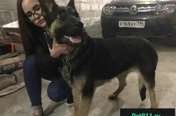 Найдена собака на Папанина (Асбест)