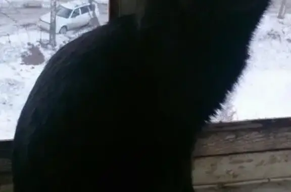 Найдена кошка в Улан-Удэ, ищет дом.