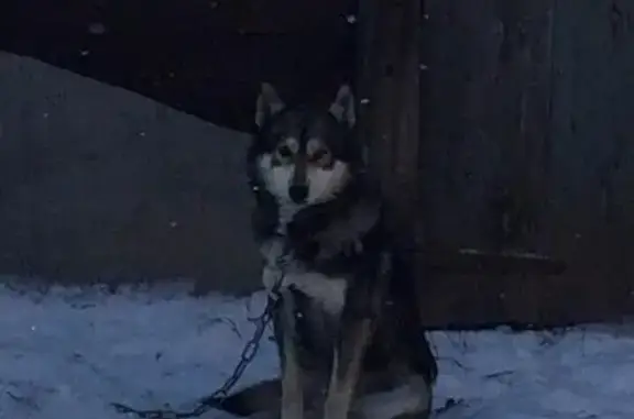 Пропала собака Волчок в Ишиме