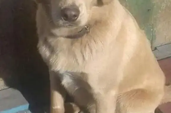 Пропала собака Арни в Ханты-Мансийске