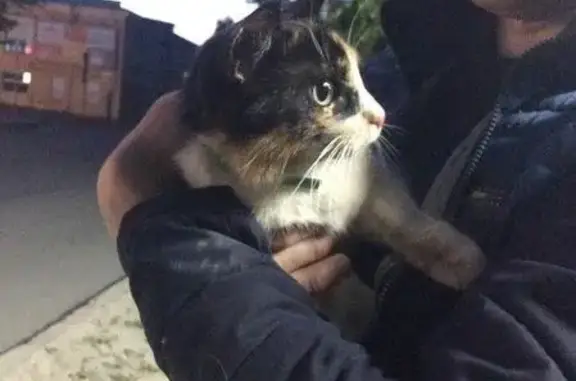Найдена кошка в Петрозаводске, ищем хозяина