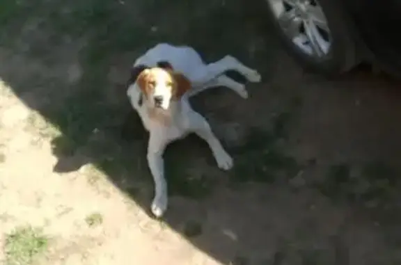 Найдена собака с клеймом в Ленобласти