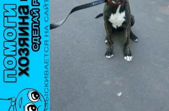 Пропала собака в Люблино-Кузьминки, ищем хозяев!