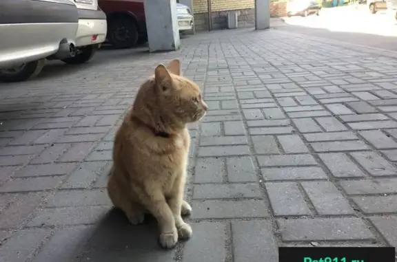 Найден доверчивый кот на Бухарестской 23к1