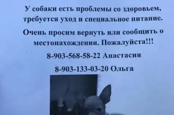 Пропала маленькая серая собака на Медынской улице в Москве