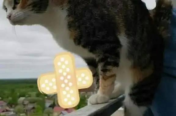 Кошки потеряшки, Тольятти, фото: Потеряшка кошка Муся в южном районе, Тольятти