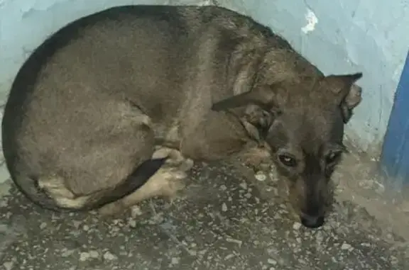 Найдена собака в Самаре, район парка Дружбы
