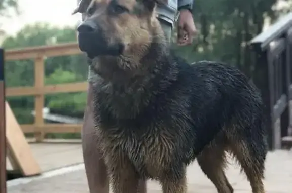 Найдена собака в парке Свиблово, Москва