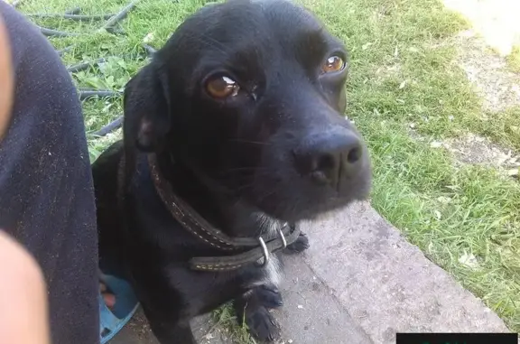 Пропала собака Бим в Выксе, Нижегородская область