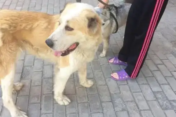 Найден пёс в СЖМ районе, Люда, Ростов-на-Дону