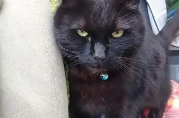Найден черный кот в Красноярске, нужен дом!