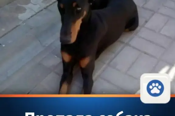 Пропала собака Кира в Волжском, нужна помощь в поисках
