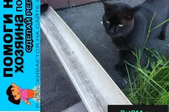 Пропала кошка в жилкомплексе Павловская Слобода, Московская область