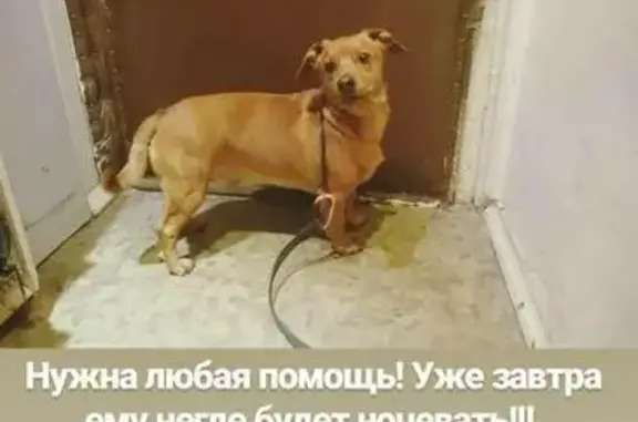 Найдена рыжая собака в Москве, Гольяново