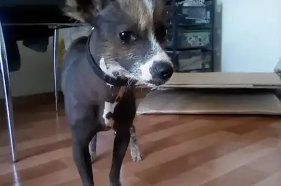 Найдена китайская хохлатая собака в Приволжском микрорайоне