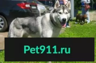 Пропала собака Хаски Ада в Белореченске