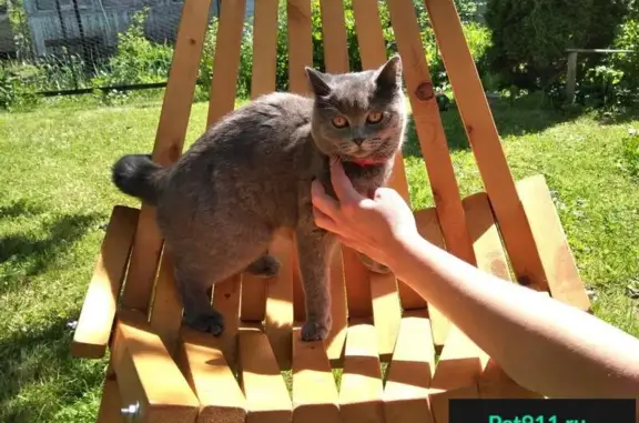 Найдена британская кошка в Звенигороде, МО