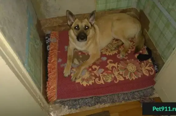 Собаки потеряшки, Иваново, фото: Потеряшка собака Джина на Южных улицах Иваново