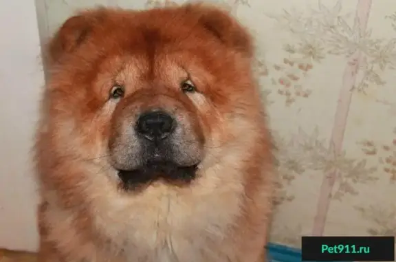 Пропала собака в районе Караная Муратова, Москва.