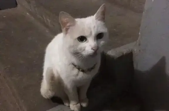 Найдена белая кошка с ошейником в Костроме