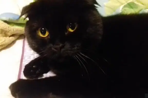 Пропала черная кошка на Волжском бульваре, 8к1