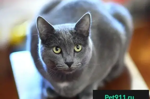 Великолепный ласковый кот Макс ищет новую семью в Барнауле