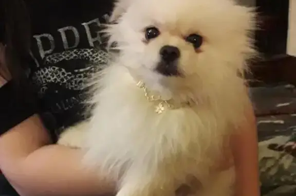 Собаки потеряшки, Рязань, фото: Потеряшка собака на даче в Рязани, Михайловское шоссе, Садовое товарищество Весна