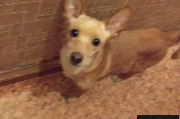 Найдена собака без ошейника в Екатеринбурге