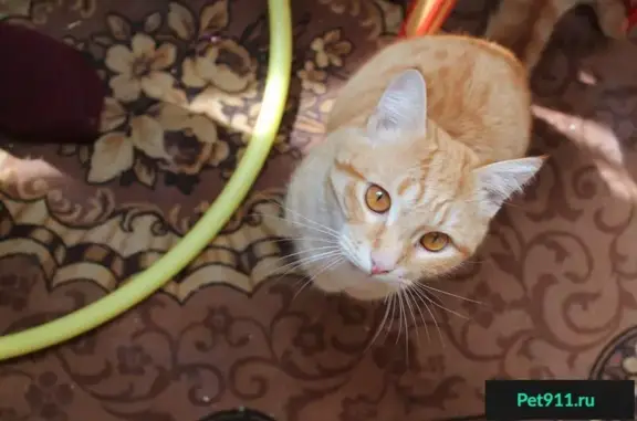 Найдена рыжая кошка в Миассе, ищет дом.