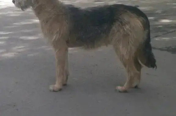Найден крупный пес в #Челябинск между Университетской наб. и Бр. Кашириных
