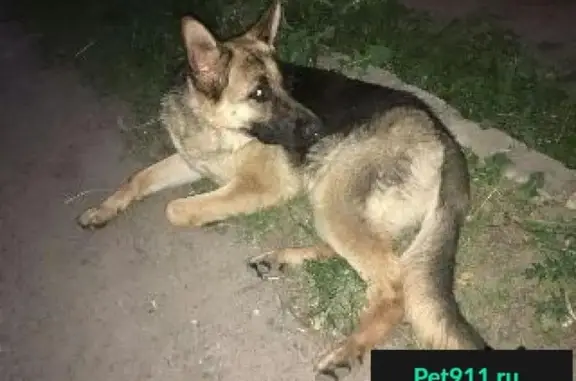 Пропала и найдена собака на ул. Заводская, Ставрополь