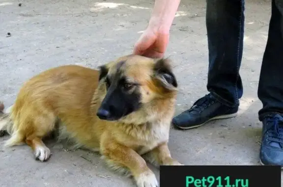 Найдена собака ищет дом в Москве и МО!