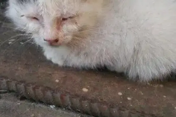 Найдены котята на Пловдивской, Санкт-Петербург