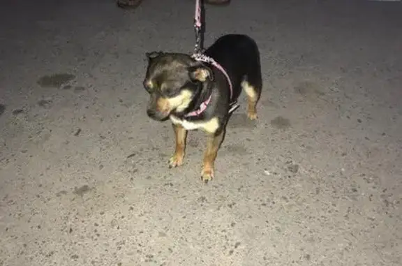 Найдена собака возле школы полиции в Ростове, ищем старых хозяев.