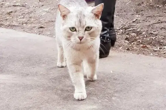 Найден кот Москва, ищет дом