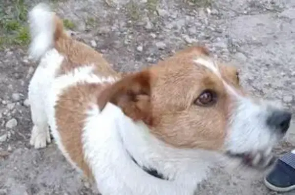 Найдена собака в Климовске на Львовском пляже