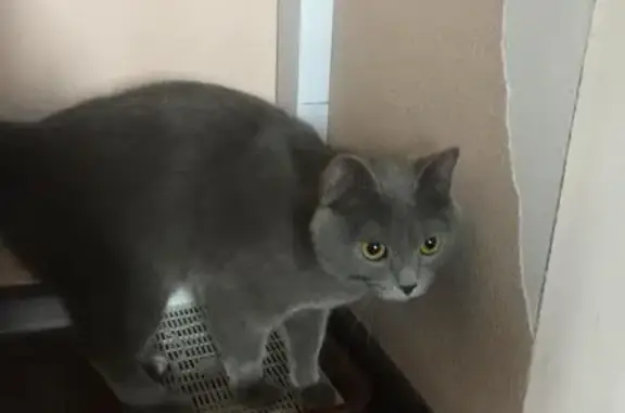 Найдена кошка на Пермской 80 в Нижневартовске